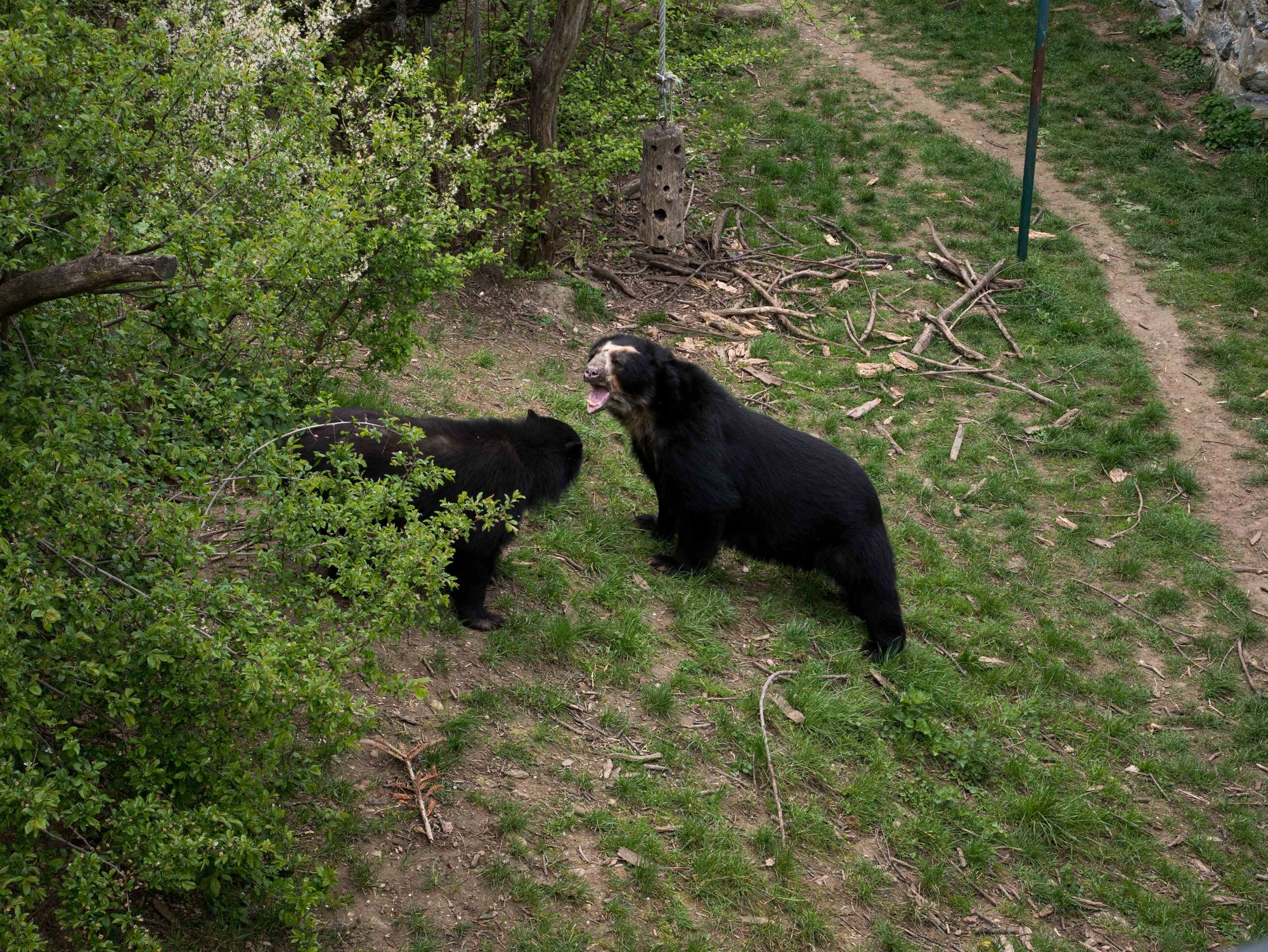 Animal Photo 1