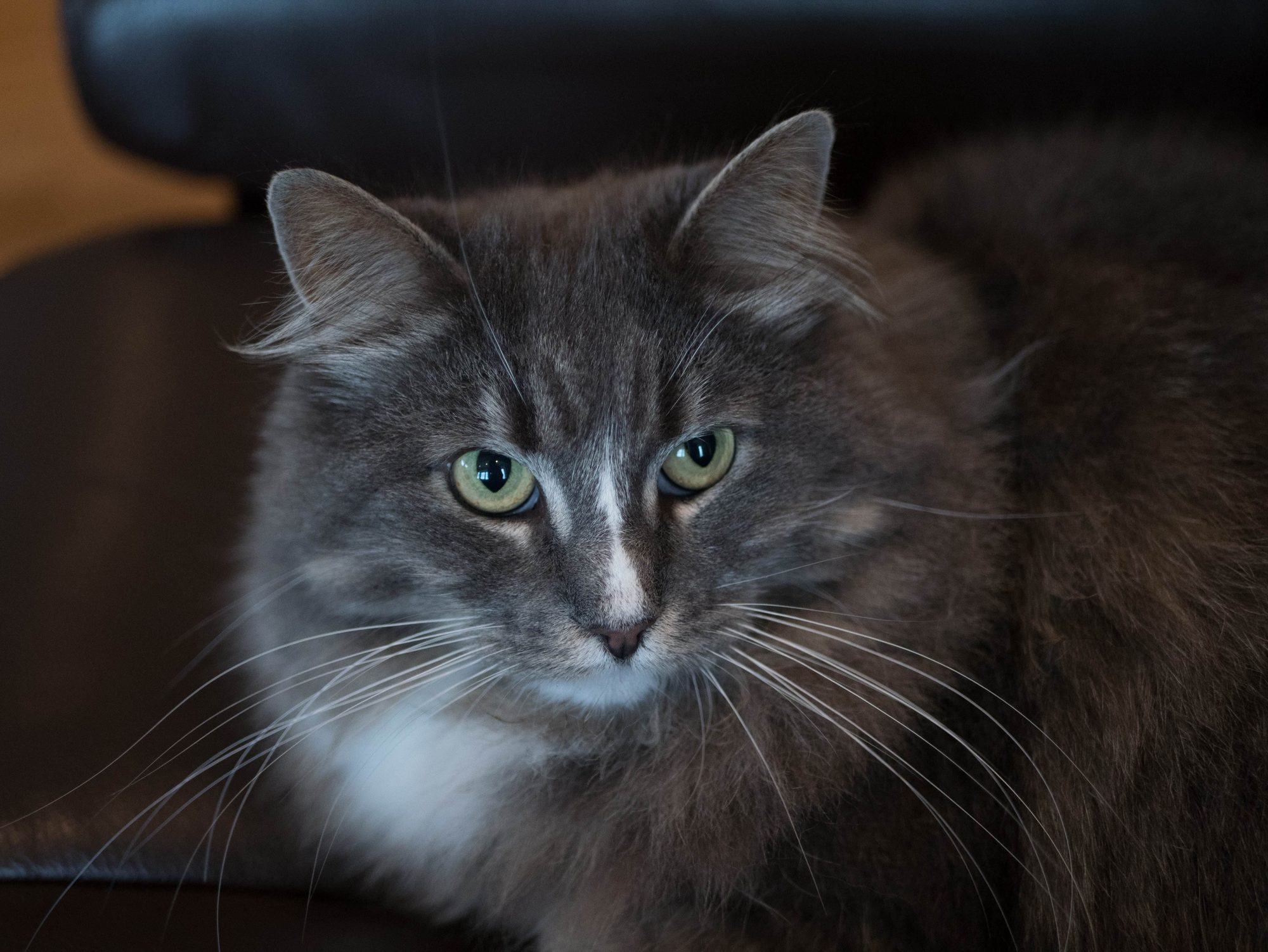 Animal Photo 2