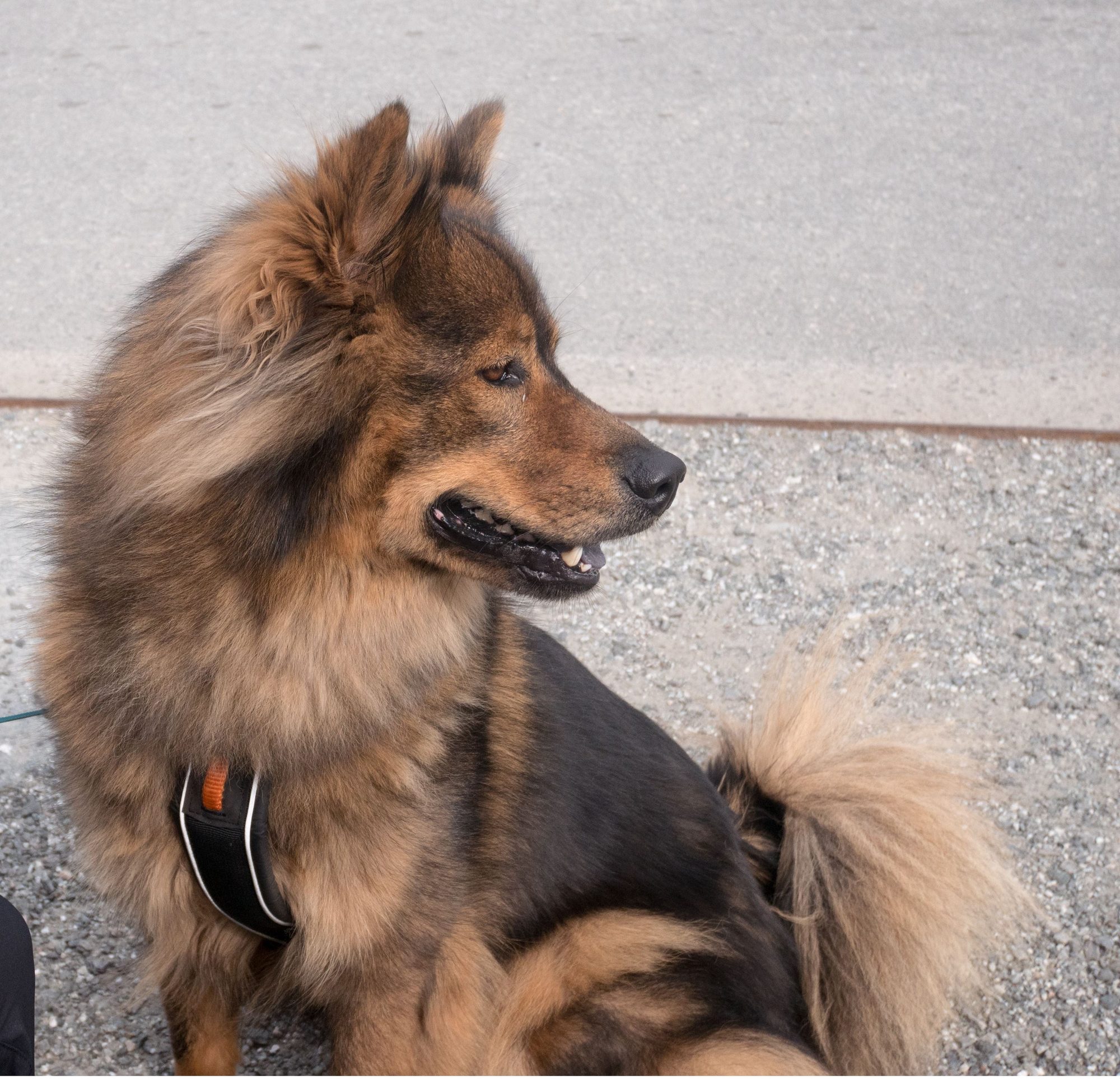 Animal Photo 5