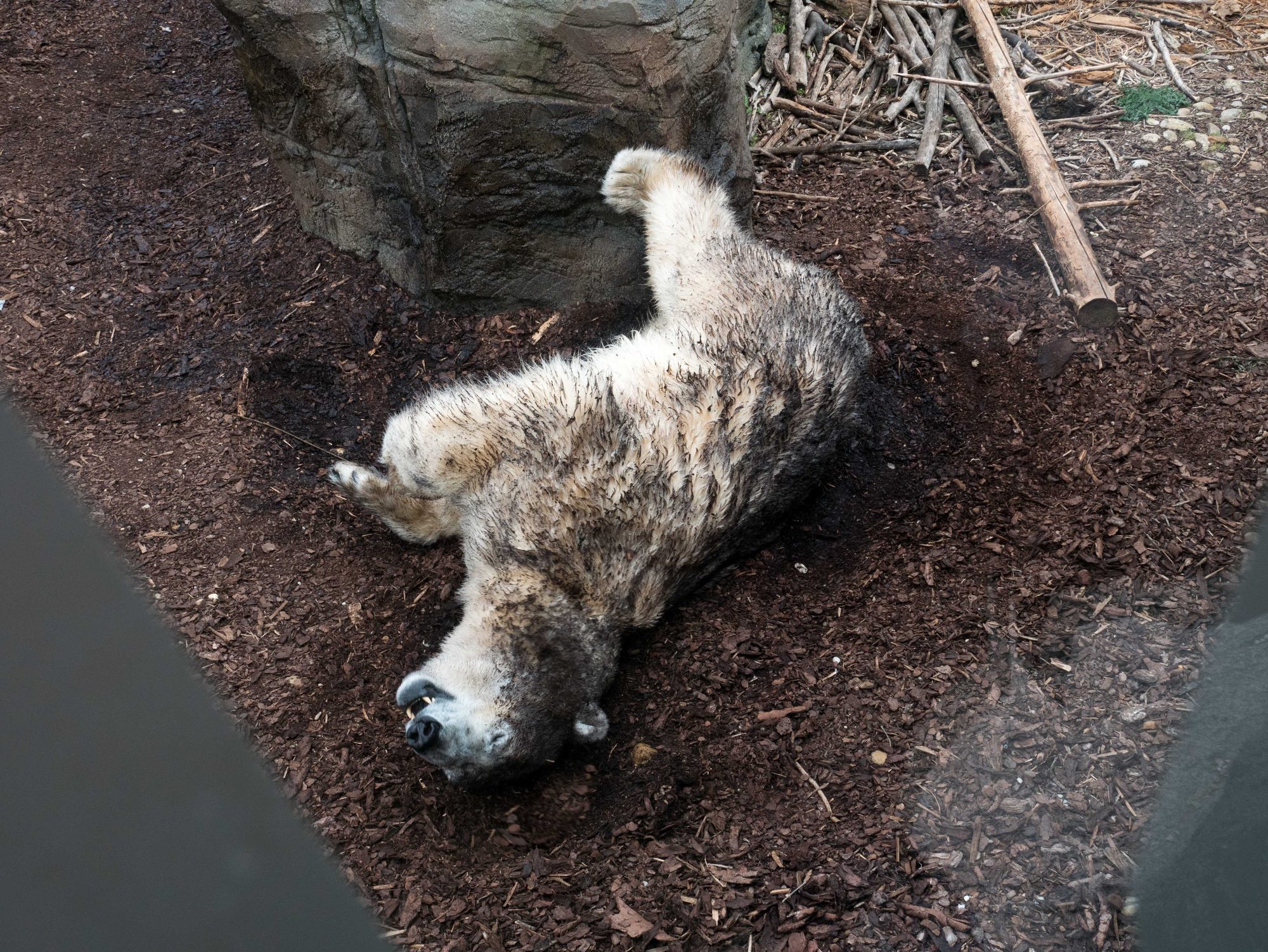 Animal Photo 6